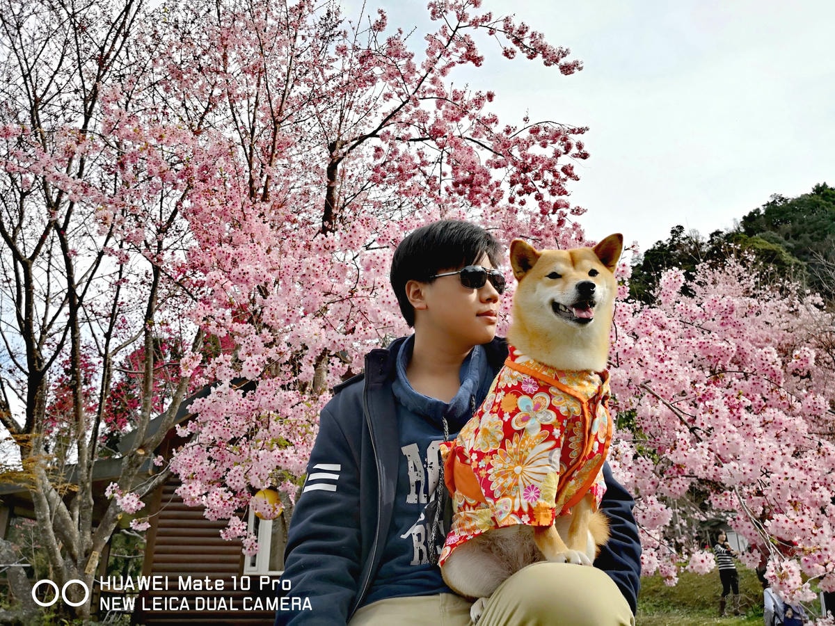 【桃園寵物友善餐廳、旅遊景點懶人包】帶毛小孩吃喝玩樂趴趴GO