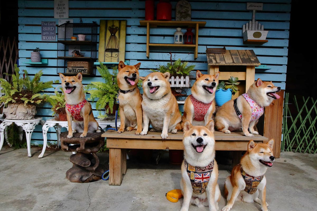 【食。大園】小弘曆 ∞ Hang Le〜桃園庭園餐廳推薦。可愛鄉村風餐廳，餐點超水準！平價又好吃，約會溜小孩都(已歇業)