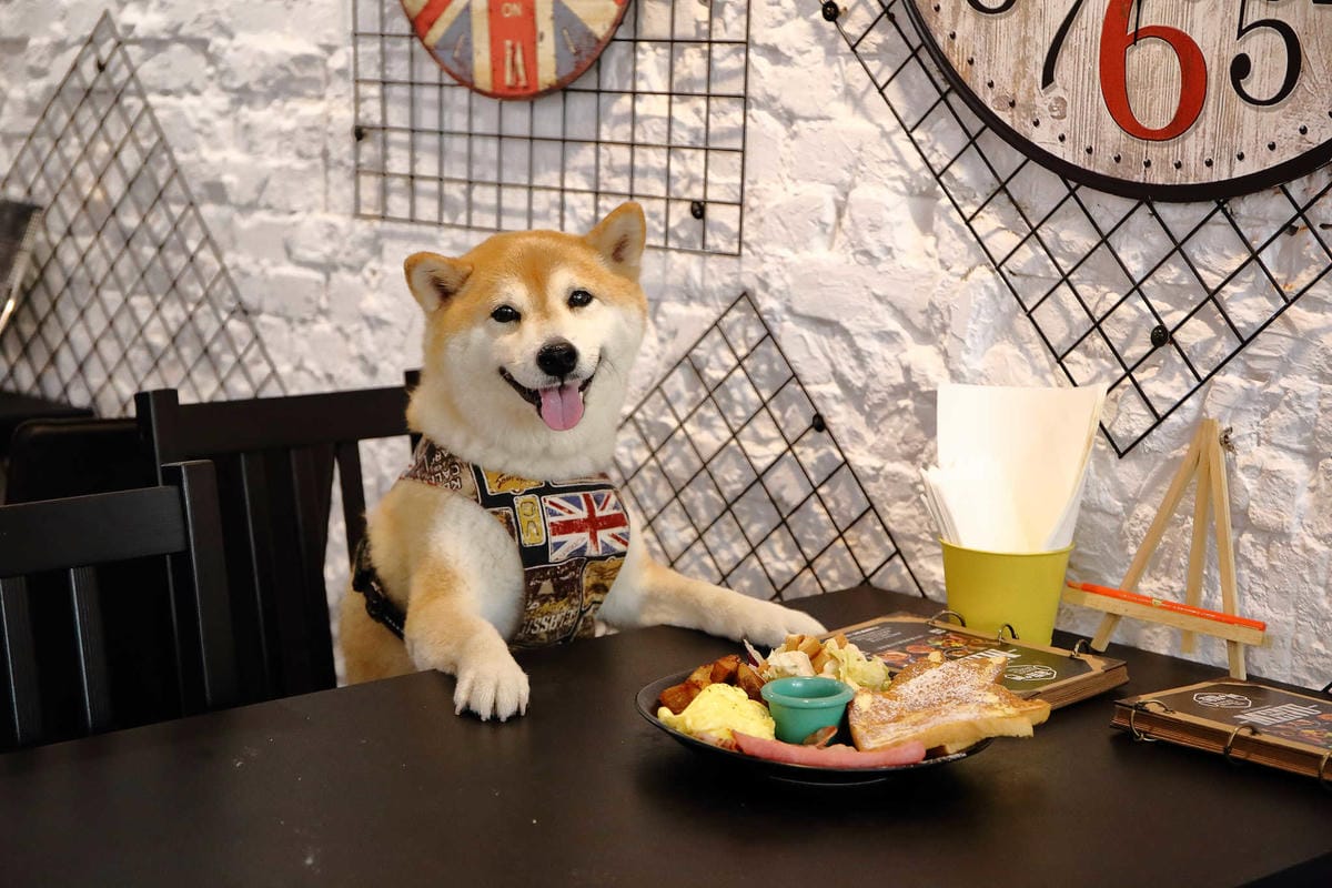 【食。台北】奇點+早午餐〜晴光商圈早午餐美式餐廳/聚餐首選。平價又大份量的早午餐，高CP值寵物友善餐廳(已歇業)