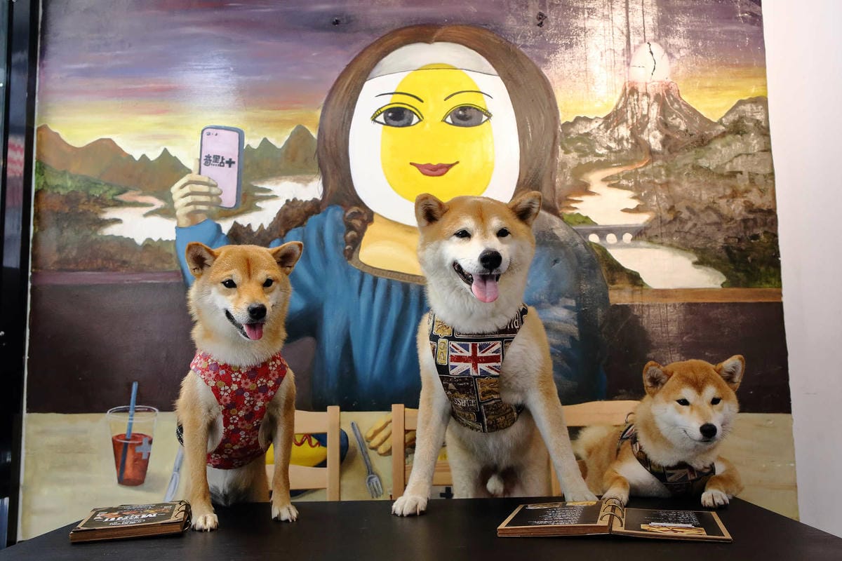 【食。台北】奇點+早午餐〜晴光商圈早午餐美式餐廳/聚餐首選。平價又大份量的早午餐，高CP值寵物友善餐廳(已歇業)