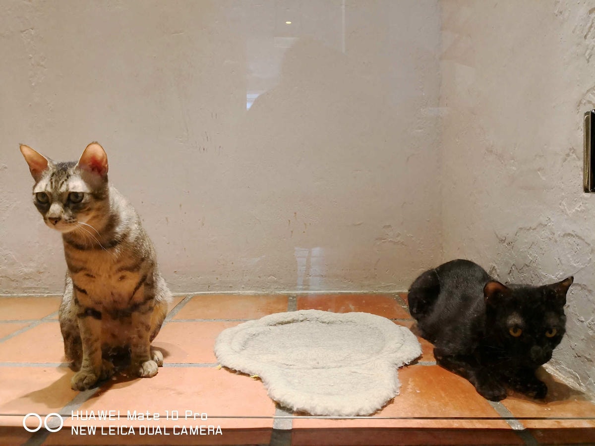 【食。台北】虎噗食多 • HOPE STORE〜師大路寵物友善餐廳。巷弄裡老房子美式餐廳,現做美味平價享受!(已歇業)