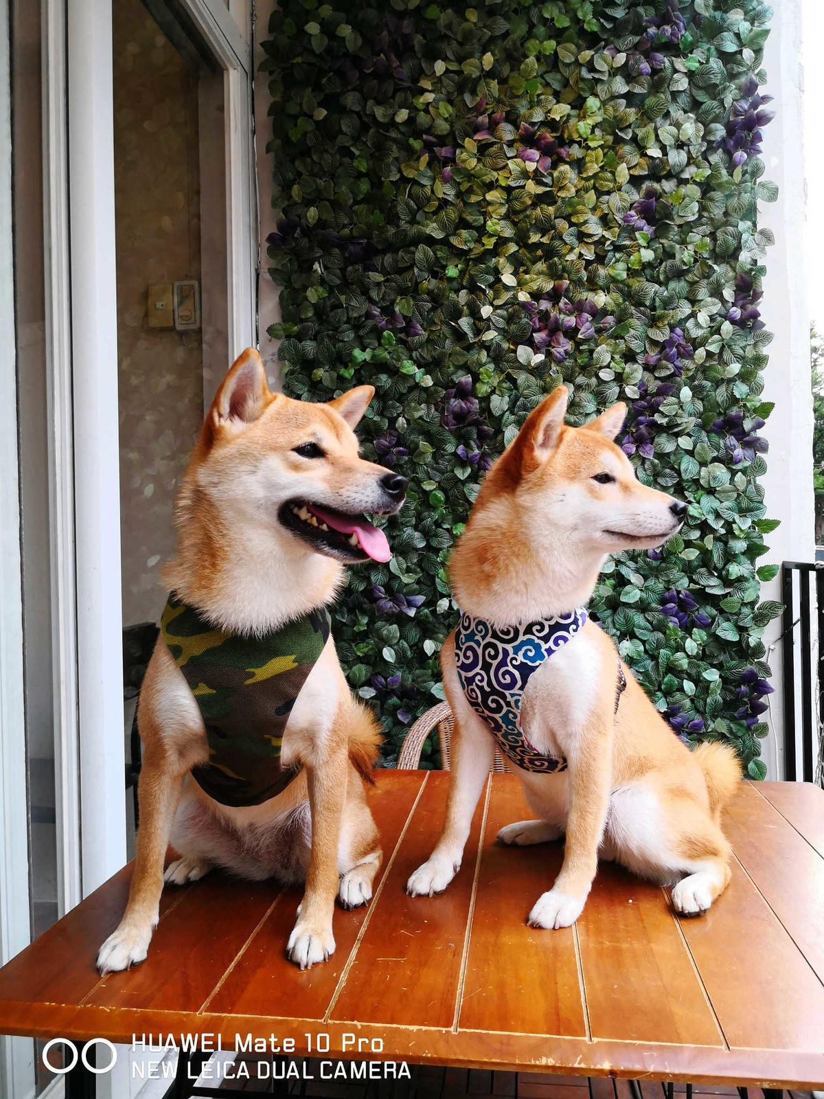 【食。台北】虎噗食多 • HOPE STORE〜師大路寵物友善餐廳。巷弄裡老房子美式餐廳,現做美味平價享受!(已歇業)