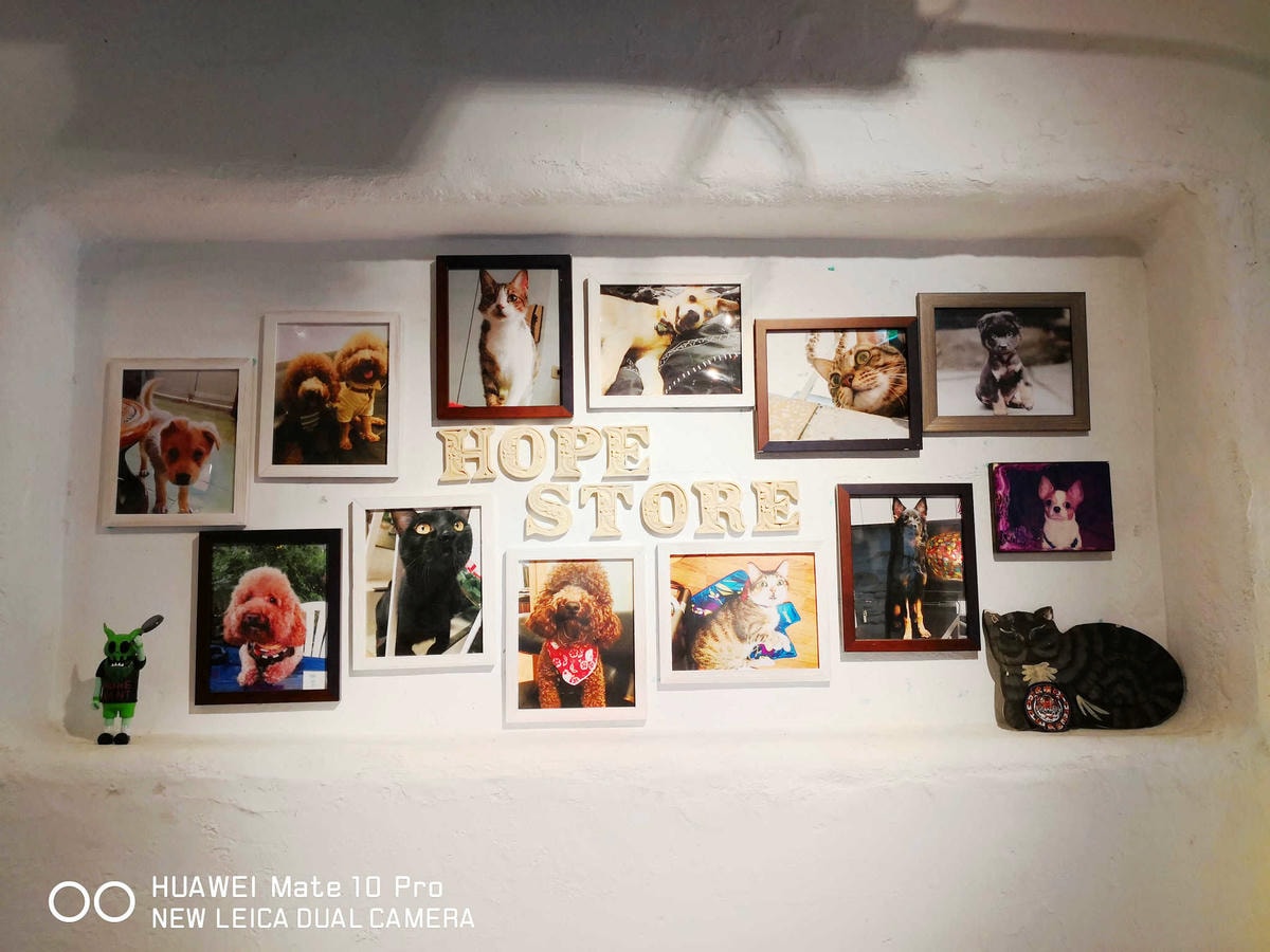 【食。台北】虎噗食多 • HOPE STORE〜師大路寵物友善餐廳。巷弄裡老房子美式餐廳,現做美味平價享受!(已歇業)