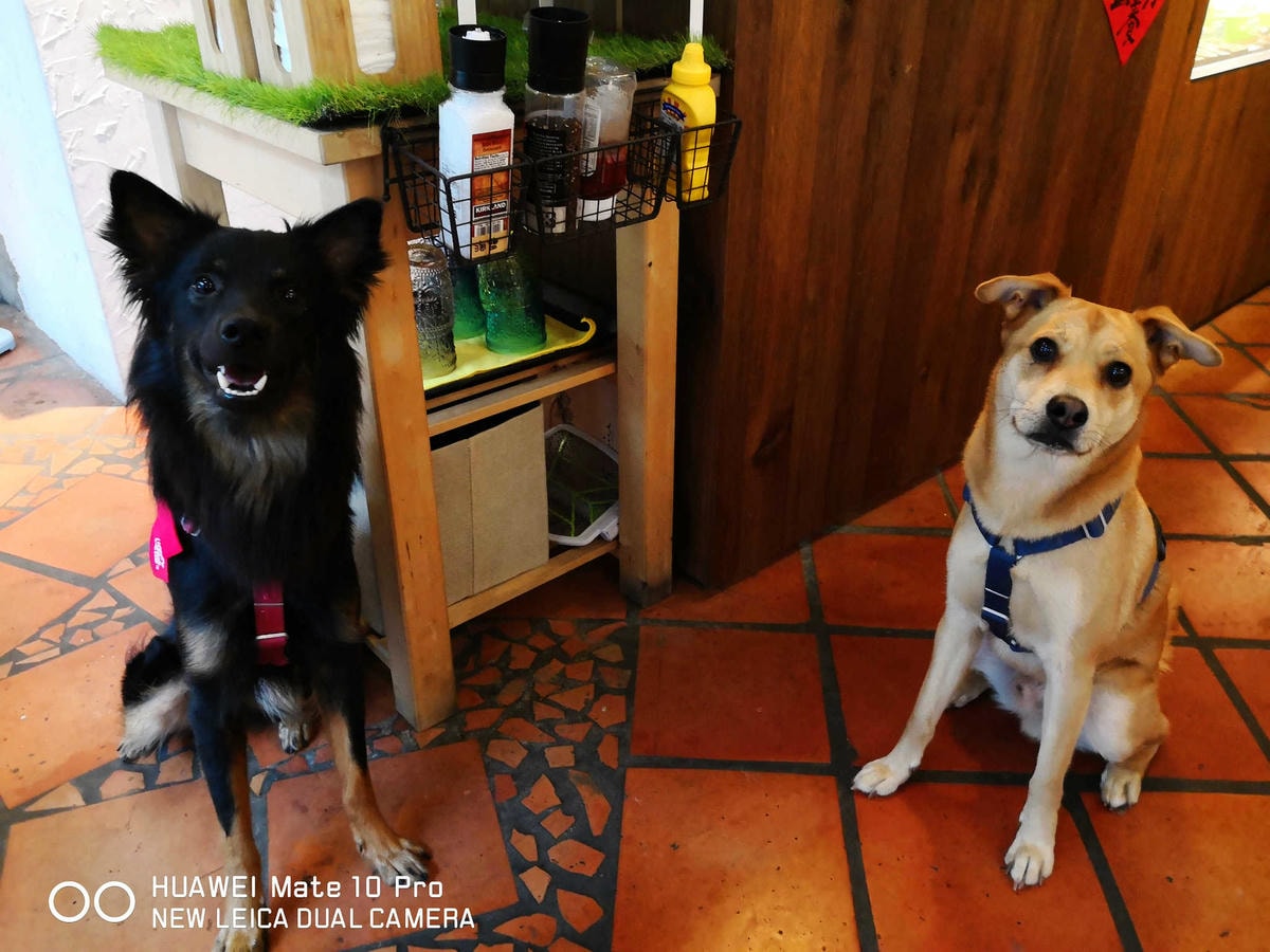 【食。台北】虎噗食多 • HOPE STORE〜師大路寵物友善餐廳。巷弄裡老房子美式餐廳,現做美味平價享受!(已歇業)