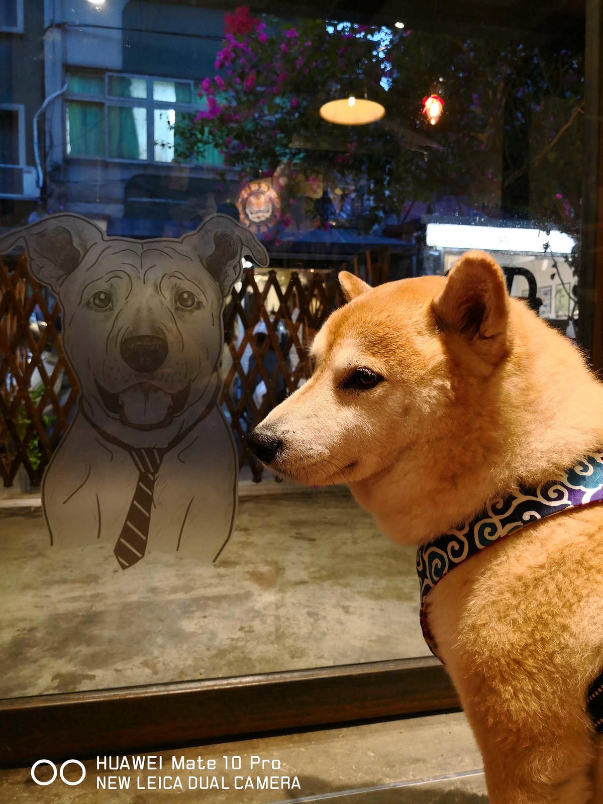 【食。台北】虎噗食多 • HOPE STORE〜師大路寵物友善餐廳。巷弄裡老房子美式餐廳,現做美味平價享受!(已歇業)