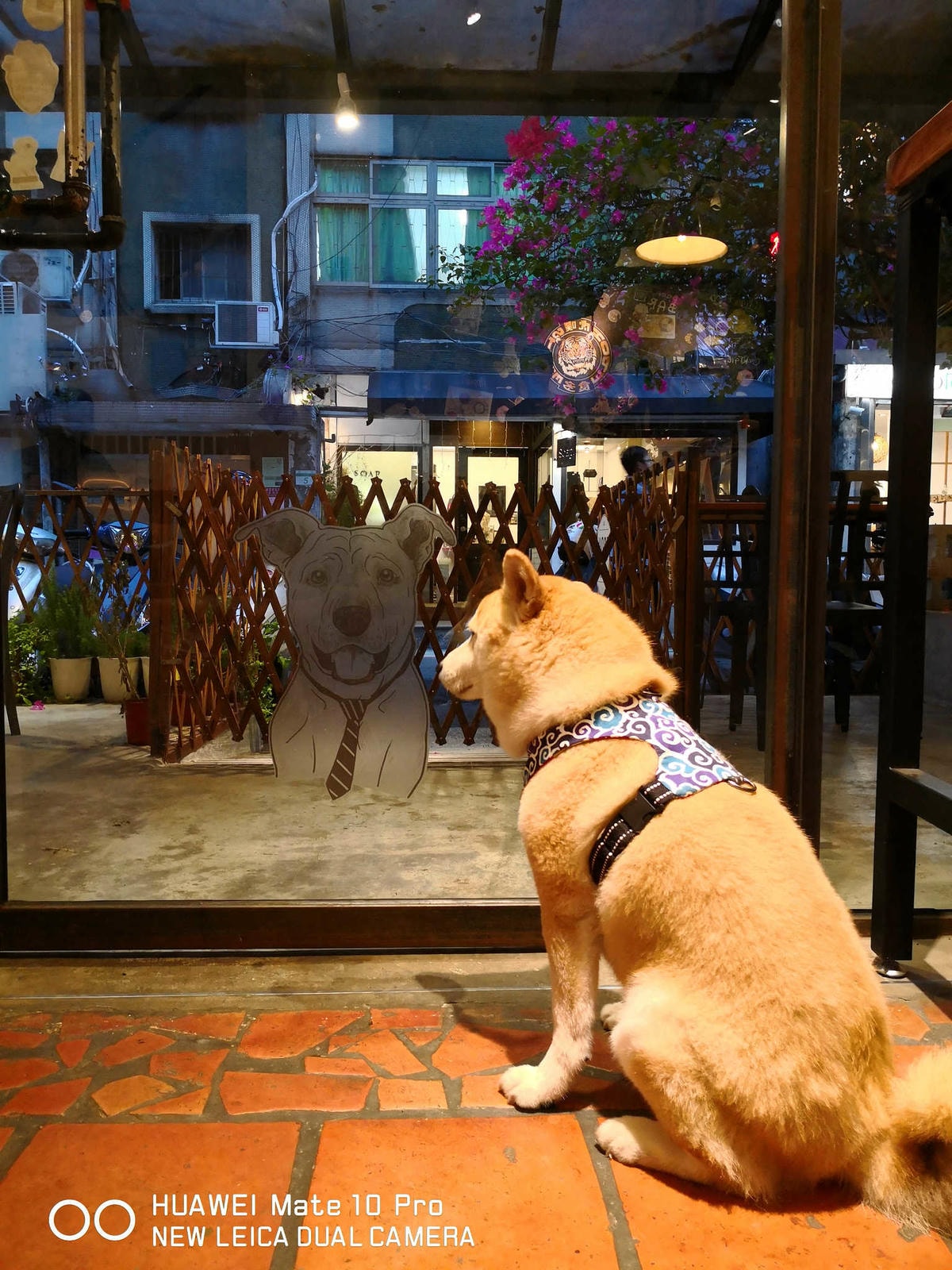 【食。台北】虎噗食多 • HOPE STORE〜師大路寵物友善餐廳。巷弄裡老房子美式餐廳,現做美味平價享受!(已歇業)