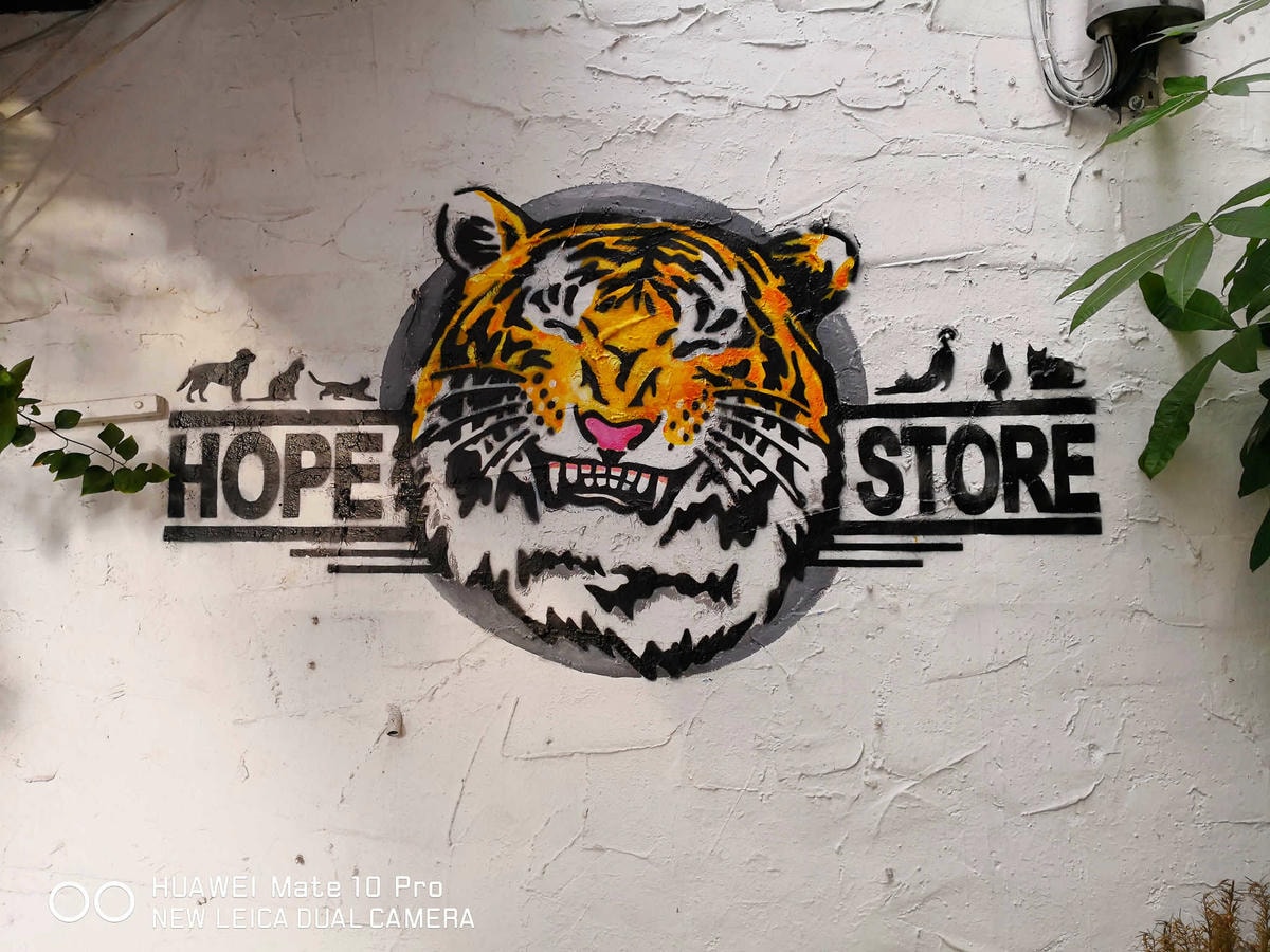 【食。台北】虎噗食多 • HOPE STORE〜師大路寵物友善餐廳。巷弄裡老房子美式餐廳,現做美味平價享受!(已歇業)