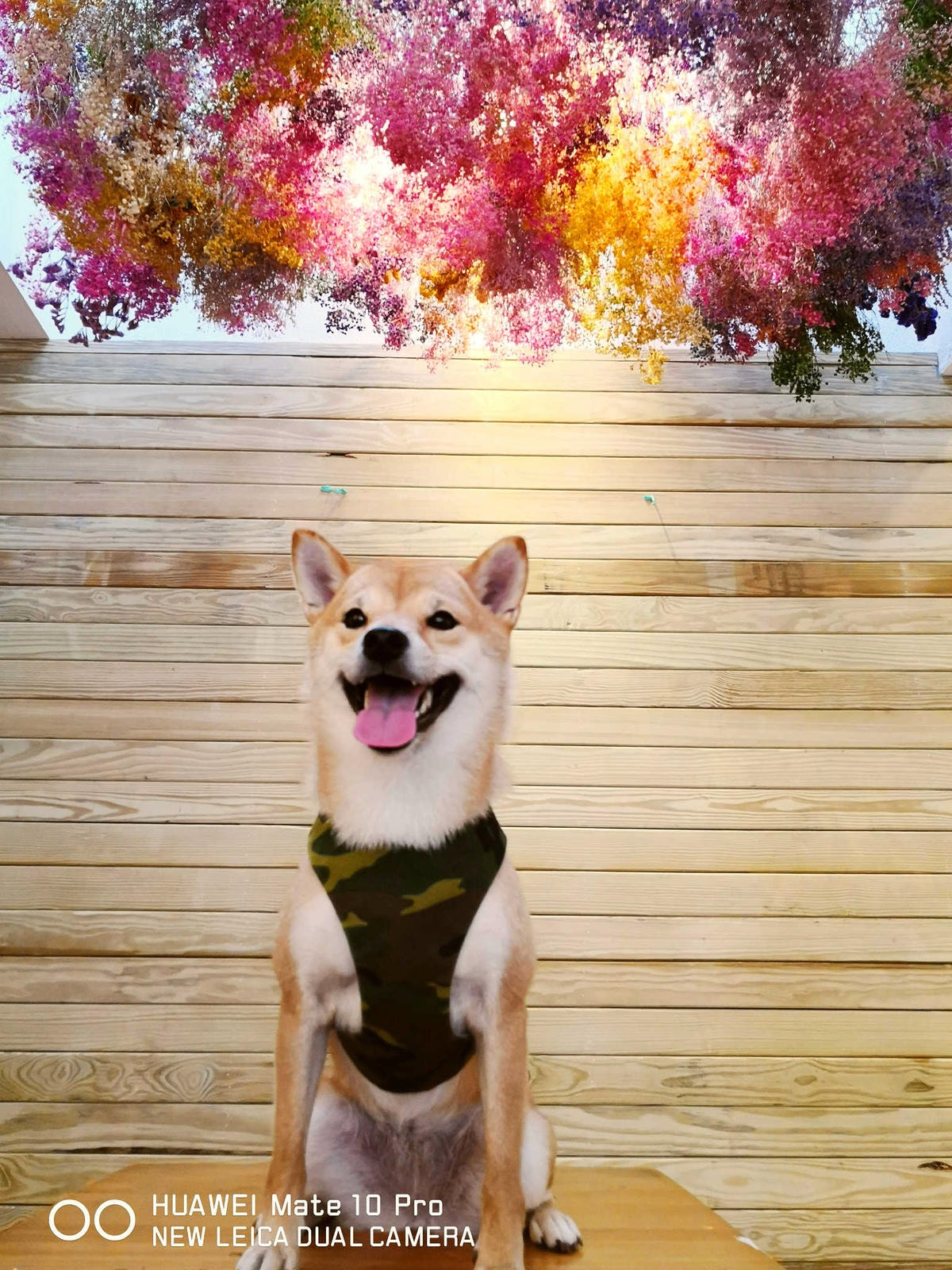 【食。台北】虎噗食多 • HOPE STORE〜師大路寵物友善餐廳。巷弄裡老房子美式餐廳,現做美味平價享受!(已歇業)