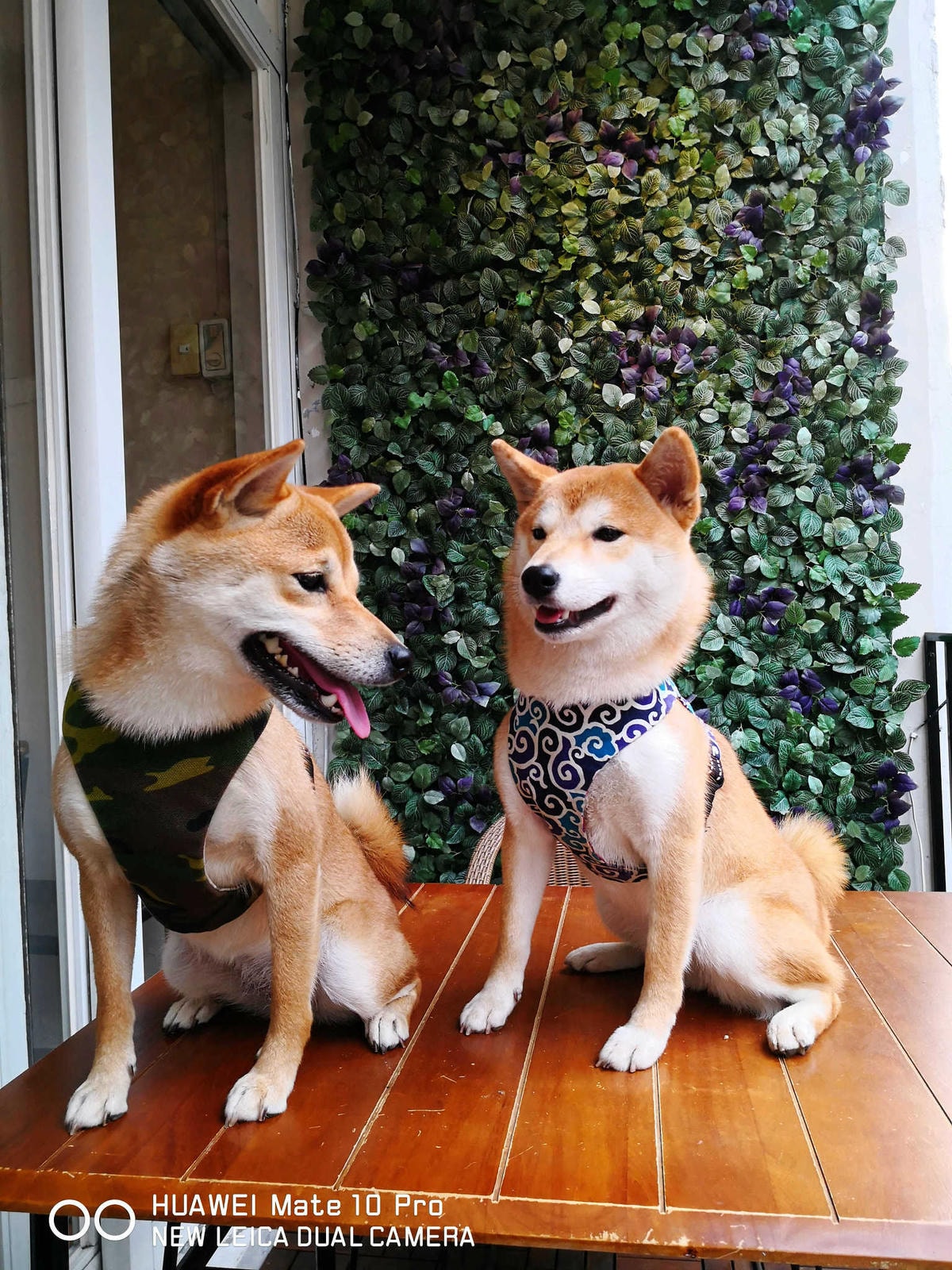 【食。台北】虎噗食多 • HOPE STORE〜師大路寵物友善餐廳。巷弄裡老房子美式餐廳,現做美味平價享受!(已歇業)