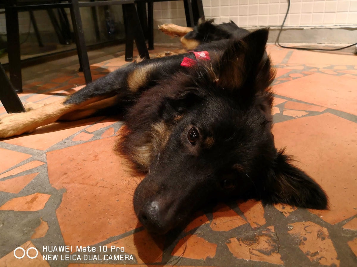 【食。台北】虎噗食多 • HOPE STORE〜師大路寵物友善餐廳。巷弄裡老房子美式餐廳,現做美味平價享受!(已歇業)