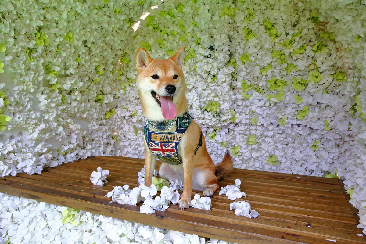 【遊。新竹】內灣愛情故事館 -景觀餐廳  DH婚紗拍攝基地〜就是要在婚紗基地拍出可愛風格！(已歇業)