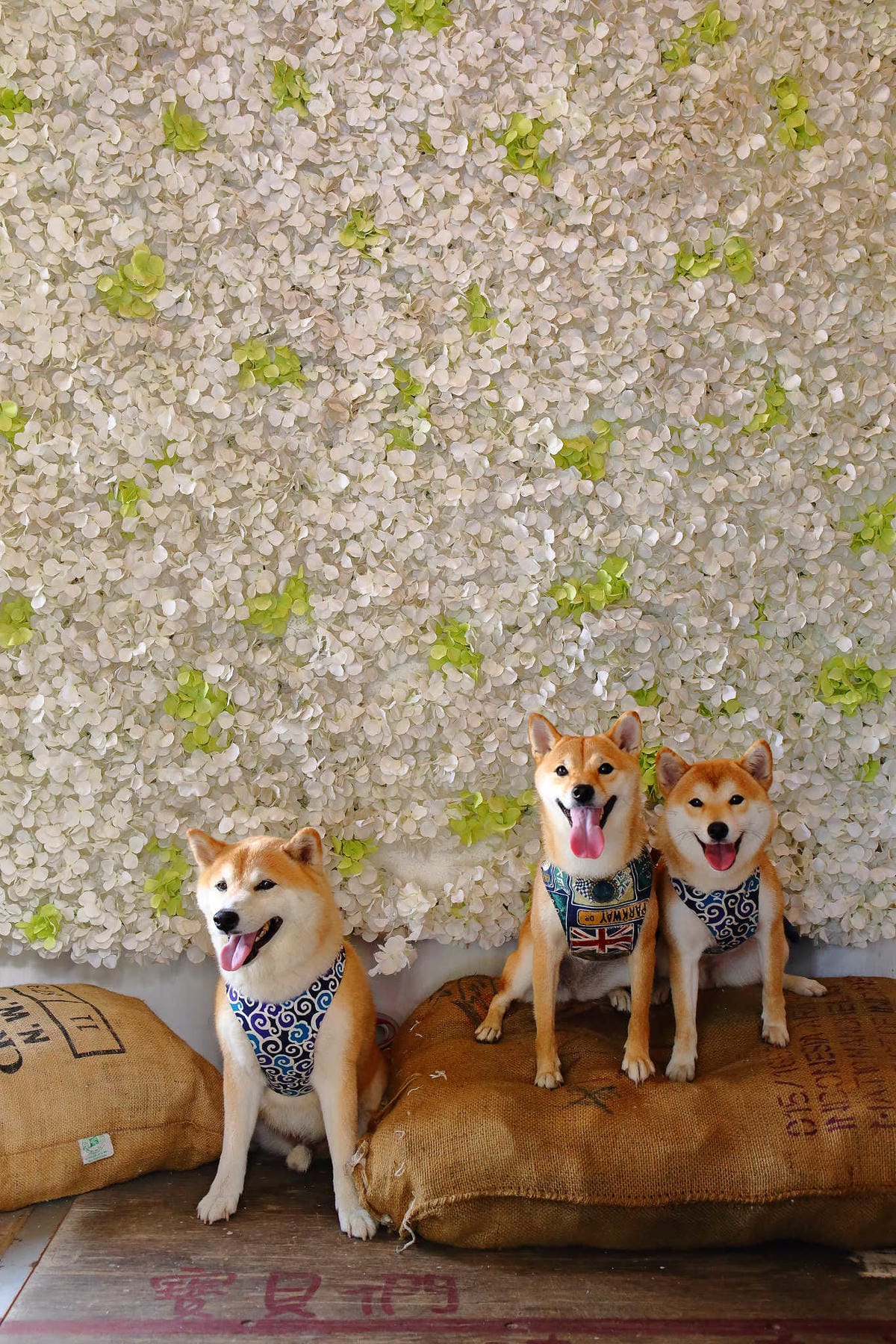 【遊。新竹】內灣愛情故事館 -景觀餐廳  DH婚紗拍攝基地〜就是要在婚紗基地拍出可愛風格！(已歇業)