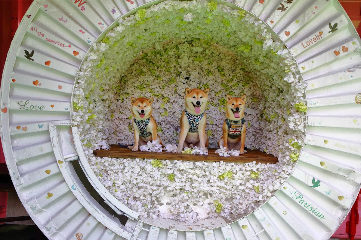 【遊。新竹】內灣愛情故事館 -景觀餐廳  DH婚紗拍攝基地〜就是要在婚紗基地拍出可愛風格！(已歇業)