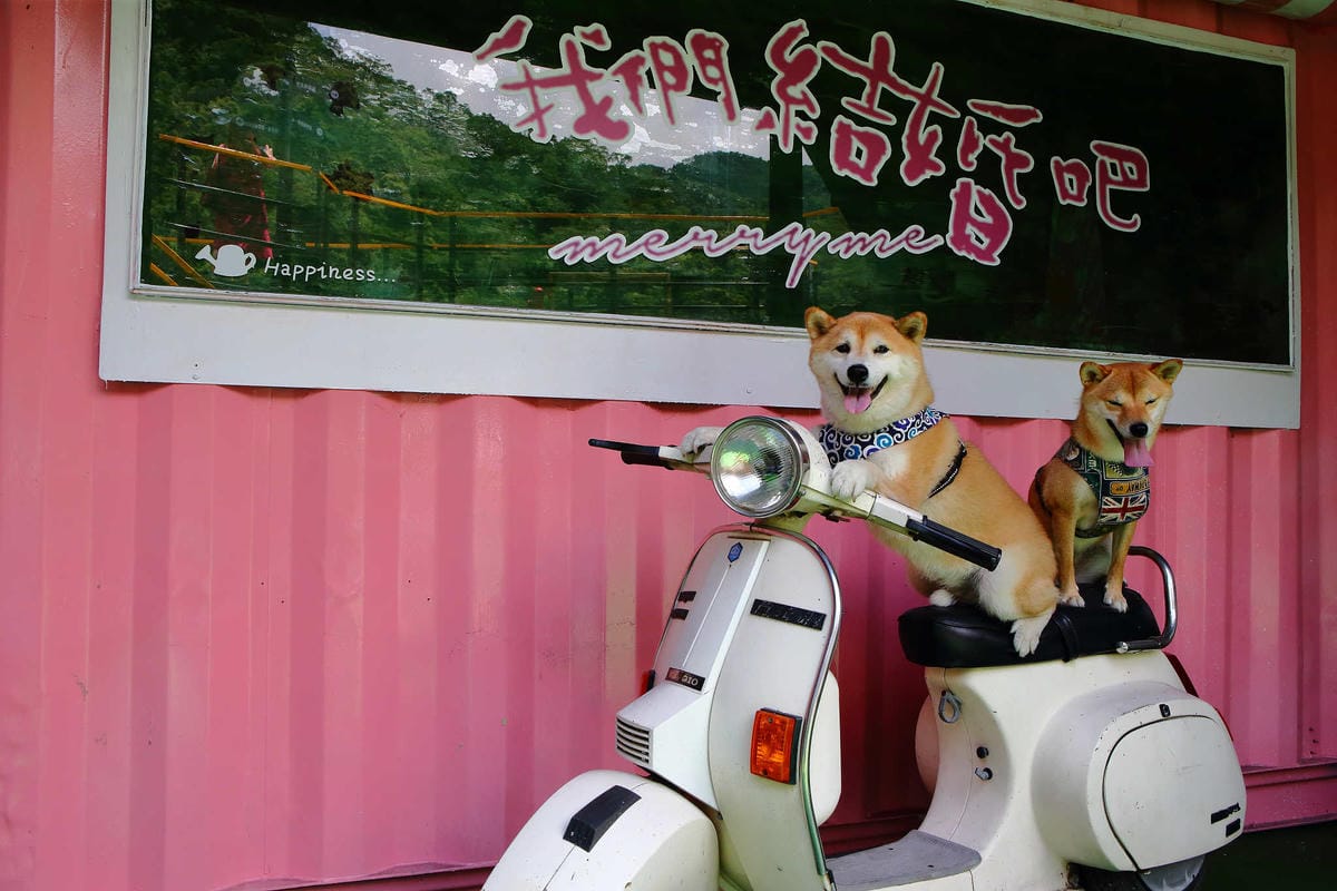 【遊。新竹】內灣愛情故事館 -景觀餐廳  DH婚紗拍攝基地〜就是要在婚紗基地拍出可愛風格！(已歇業)