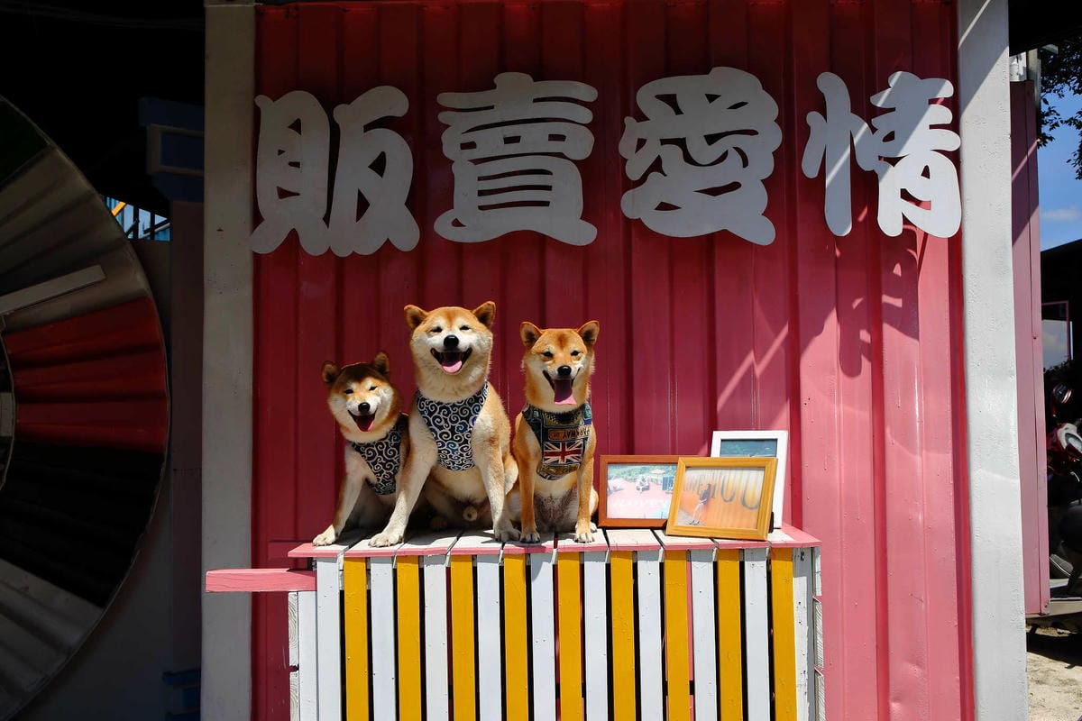 【遊。新竹】內灣愛情故事館 -景觀餐廳  DH婚紗拍攝基地〜就是要在婚紗基地拍出可愛風格！(已歇業)