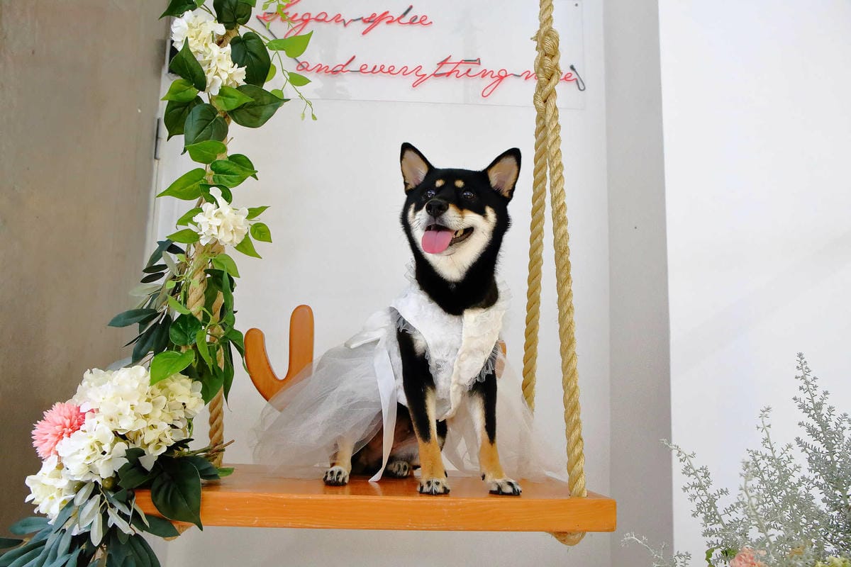 【食。台北】Ludique Crème調皮奶油〜「網美系」夢幻甜點店。超好拍的盪鞦韆跟乾燥花牆，可愛店狗陪妳下午茶