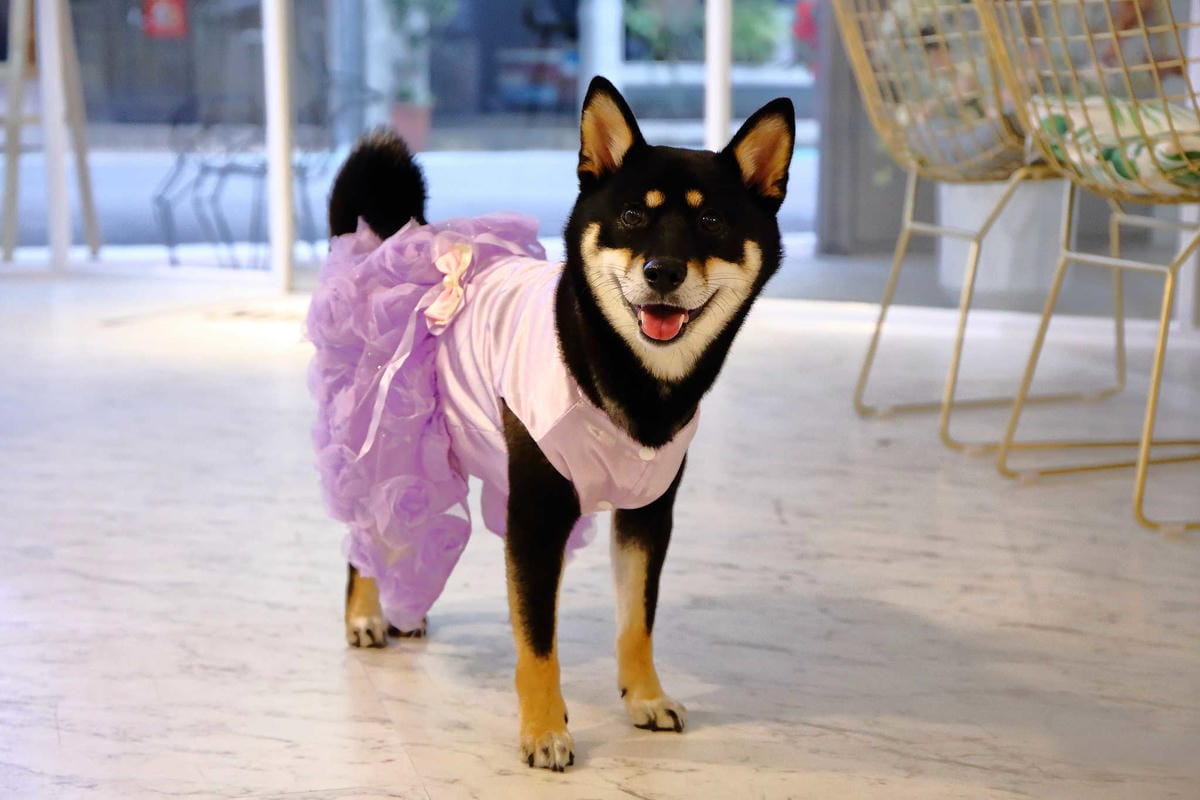 【食。台北】Ludique Crème調皮奶油〜「網美系」夢幻甜點店。超好拍的盪鞦韆跟乾燥花牆，可愛店狗陪妳下午茶