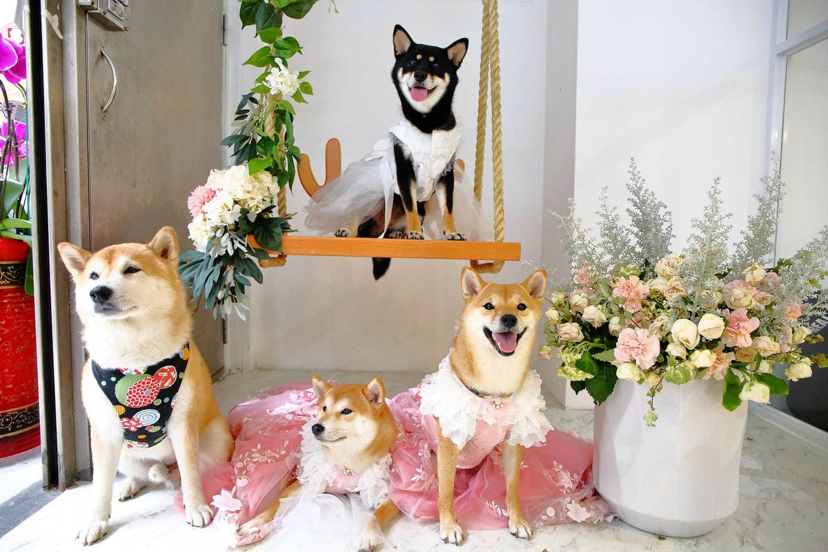 【食。台北】Ludique Crème調皮奶油〜「網美系」夢幻甜點店。超好拍的盪鞦韆跟乾燥花牆，可愛店狗陪妳下午茶