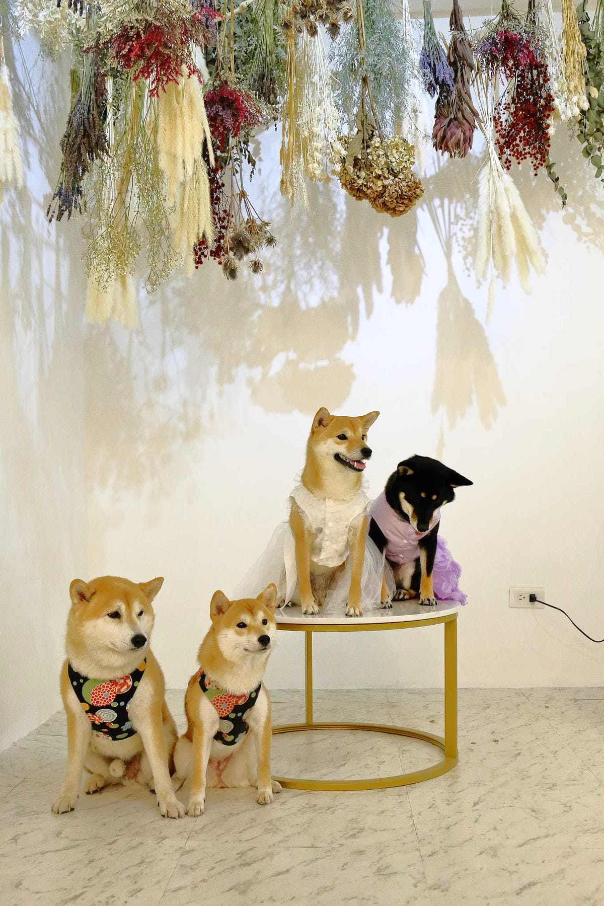 【食。台北】Ludique Crème調皮奶油〜「網美系」夢幻甜點店。超好拍的盪鞦韆跟乾燥花牆，可愛店狗陪妳下午茶