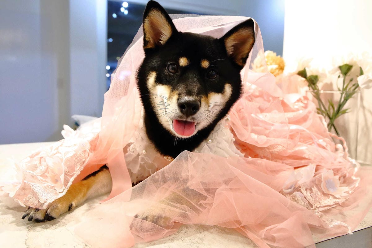 【食。台北】Ludique Crème調皮奶油〜「網美系」夢幻甜點店。超好拍的盪鞦韆跟乾燥花牆，可愛店狗陪妳下午茶