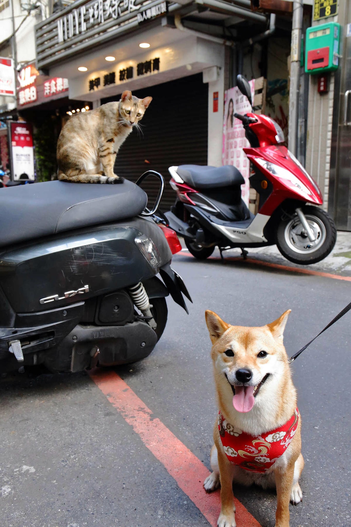 【食。中壢】喵星燒 Meow〜中原夜市美食。創新丹麥甜點,千層起酥系列,超萌可愛度爆表的手作貓咪點心!(已歇業)