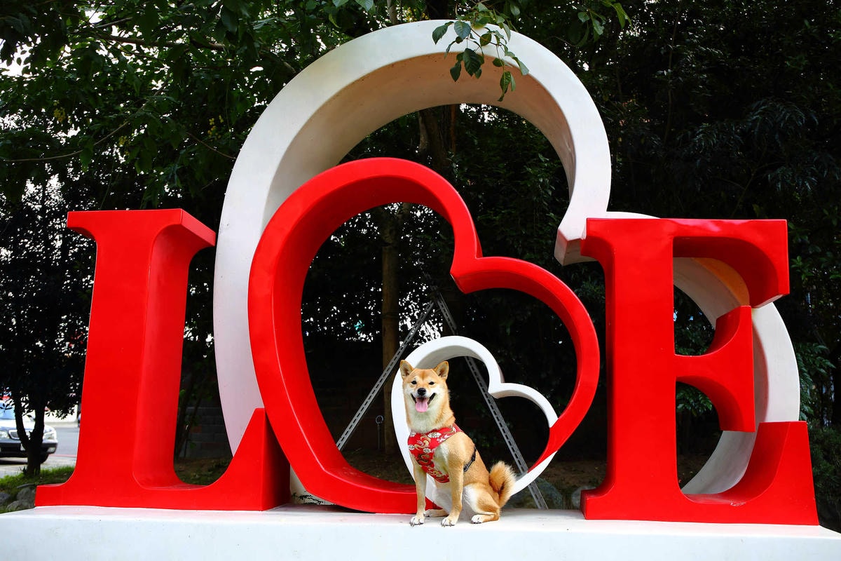 【食。中壢】Material café 素材日常〜貨櫃屋咖啡館打卡新亮點!不能錯過的中壢夜市散步咖啡廳!