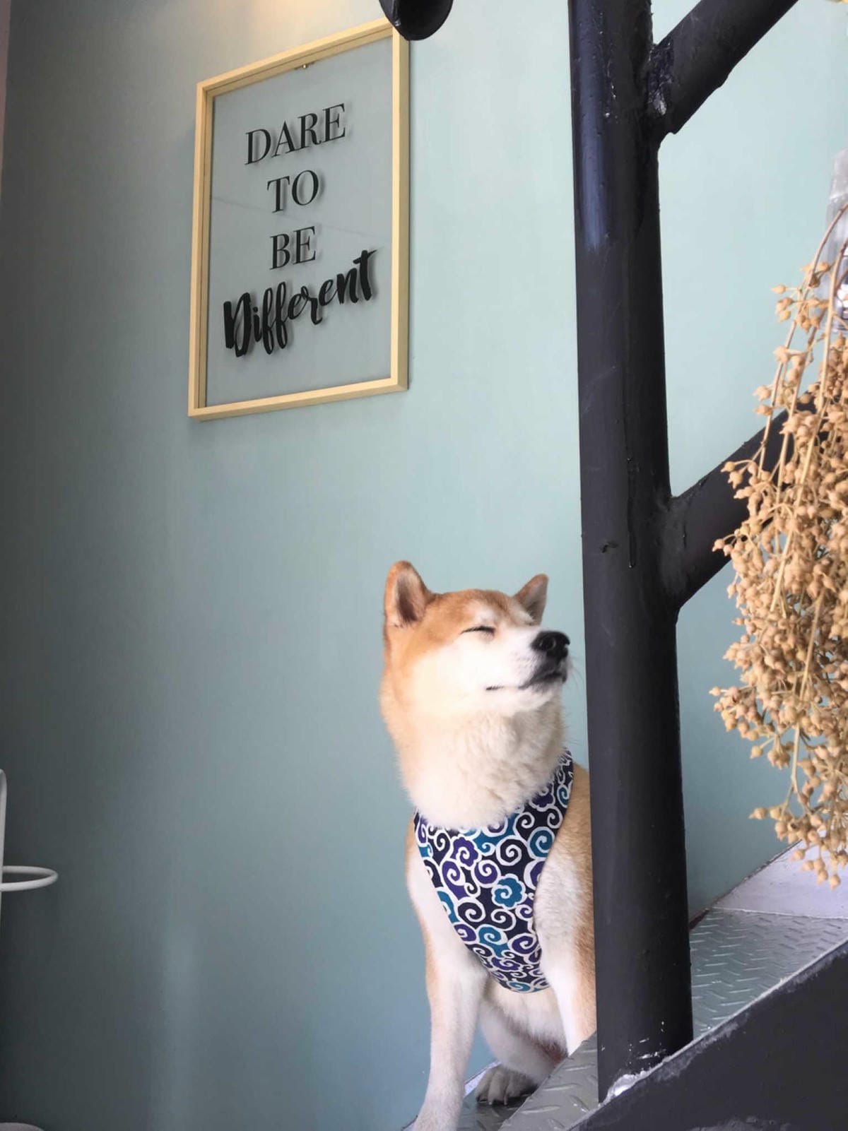 【食。新竹】K.more – Cafe〜乾燥花結合咖啡廳少女的拍照聖地！浪漫氛圍，網美IG都來這間！(已歇業)