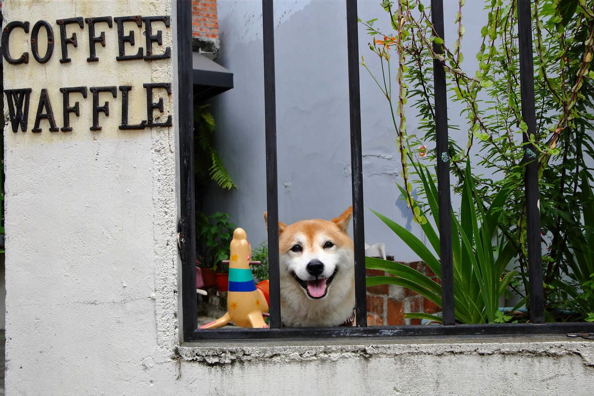 【食。大溪】丑咖啡 BU-SU café〜就愛老宅！文青必去！大溪老宅改造咖啡館，不只好吃還好拍！