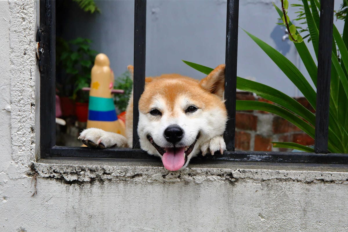 【食。大溪】丑咖啡 BU-SU café〜就愛老宅！文青必去！大溪老宅改造咖啡館，不只好吃還好拍！