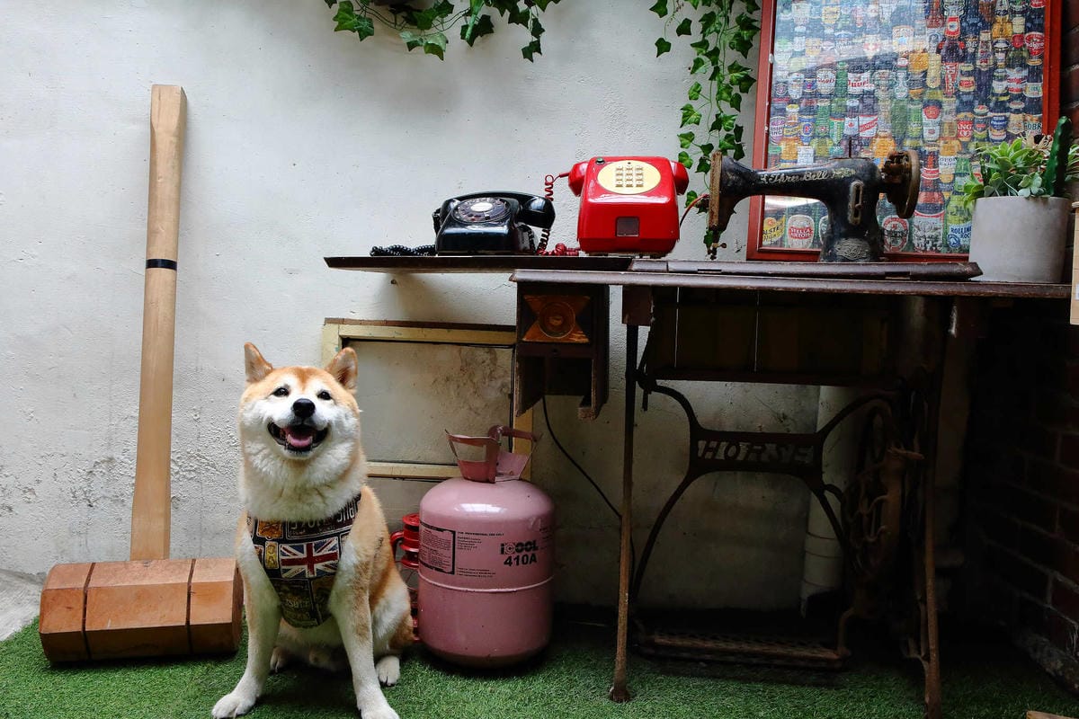 【食。大溪】丑咖啡 BU-SU café〜就愛老宅！文青必去！大溪老宅改造咖啡館，不只好吃還好拍！