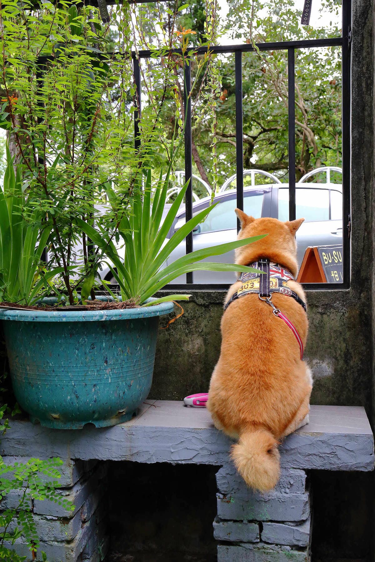 【食。大溪】丑咖啡 BU-SU café〜就愛老宅！文青必去！大溪老宅改造咖啡館，不只好吃還好拍！