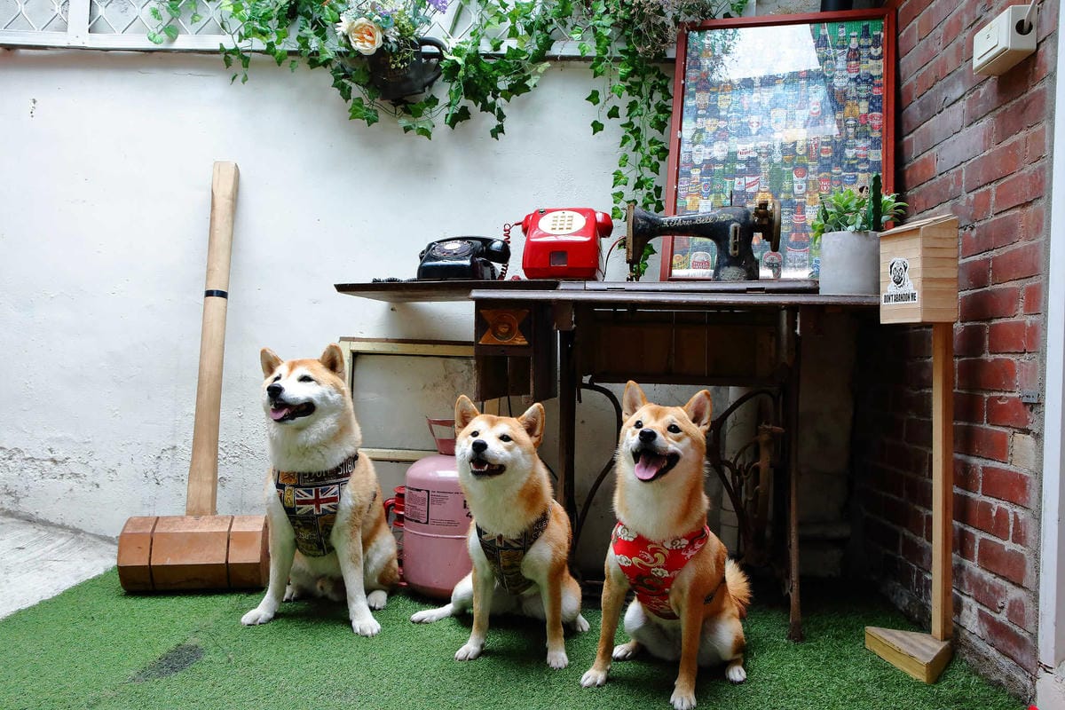 【食。大溪】丑咖啡 BU-SU café〜就愛老宅！文青必去！大溪老宅改造咖啡館，不只好吃還好拍！