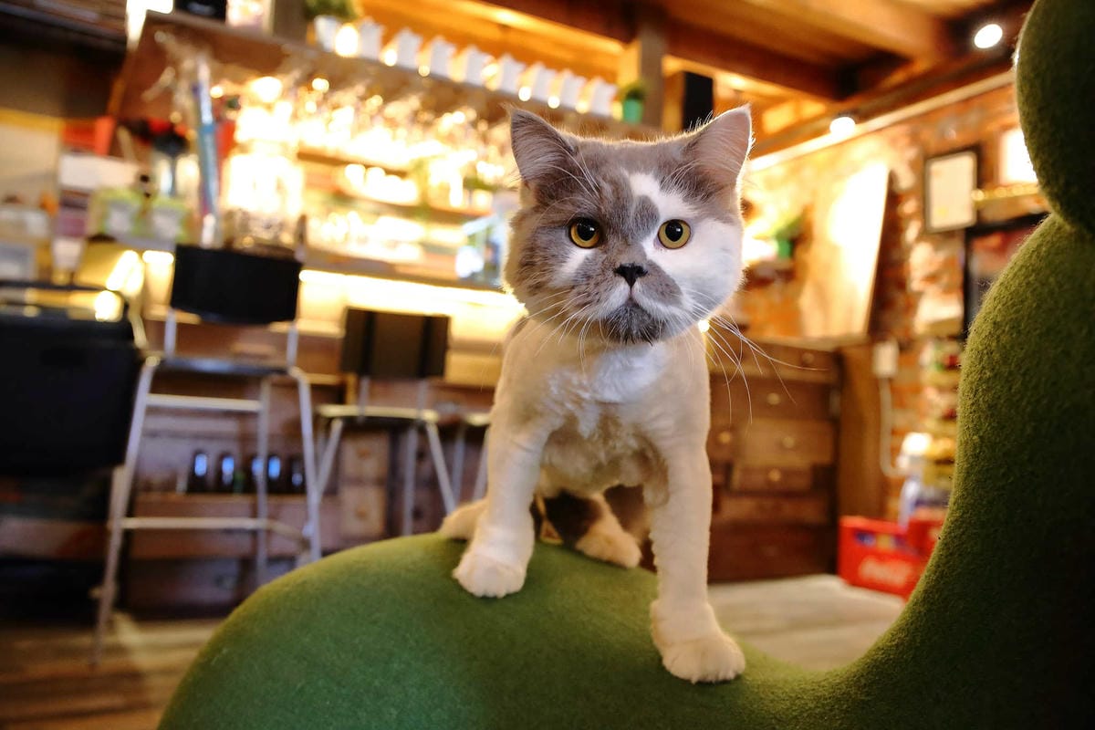 【食。宜蘭】心花開粗茶淡飯小賣所〜新開幕/新亮點IG打卡浪漫花牆與百年古厝！溫馨小店享受美味佳餚與人情味(已歇業)