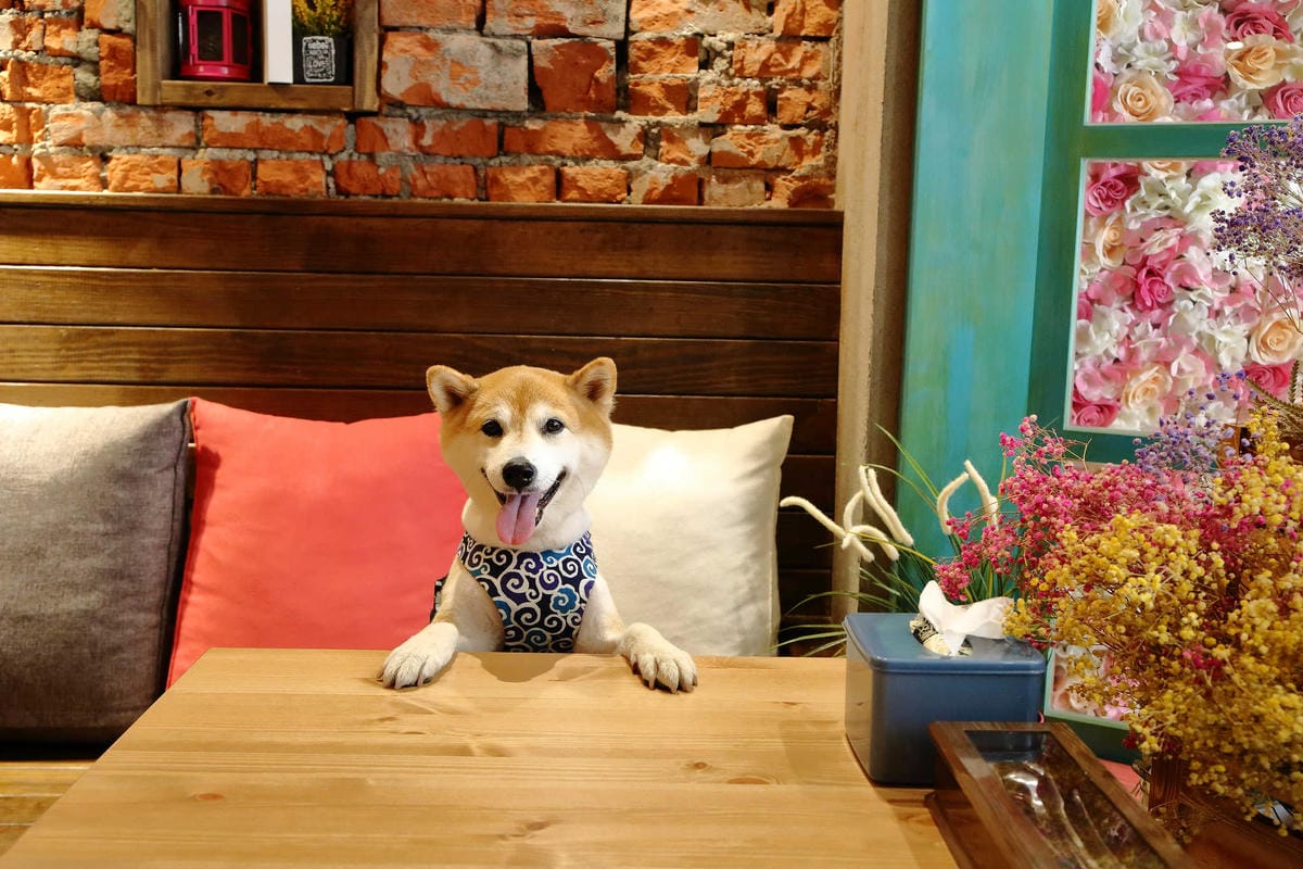 【食。宜蘭】心花開粗茶淡飯小賣所〜新開幕/新亮點IG打卡浪漫花牆與百年古厝！溫馨小店享受美味佳餚與人情味(已歇業)