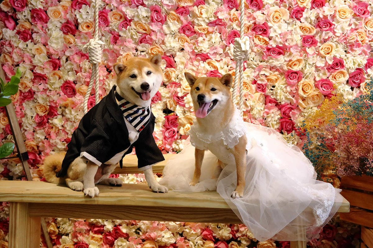 【食。宜蘭】心花開粗茶淡飯小賣所〜新開幕/新亮點IG打卡浪漫花牆與百年古厝！溫馨小店享受美味佳餚與人情味(已歇業)