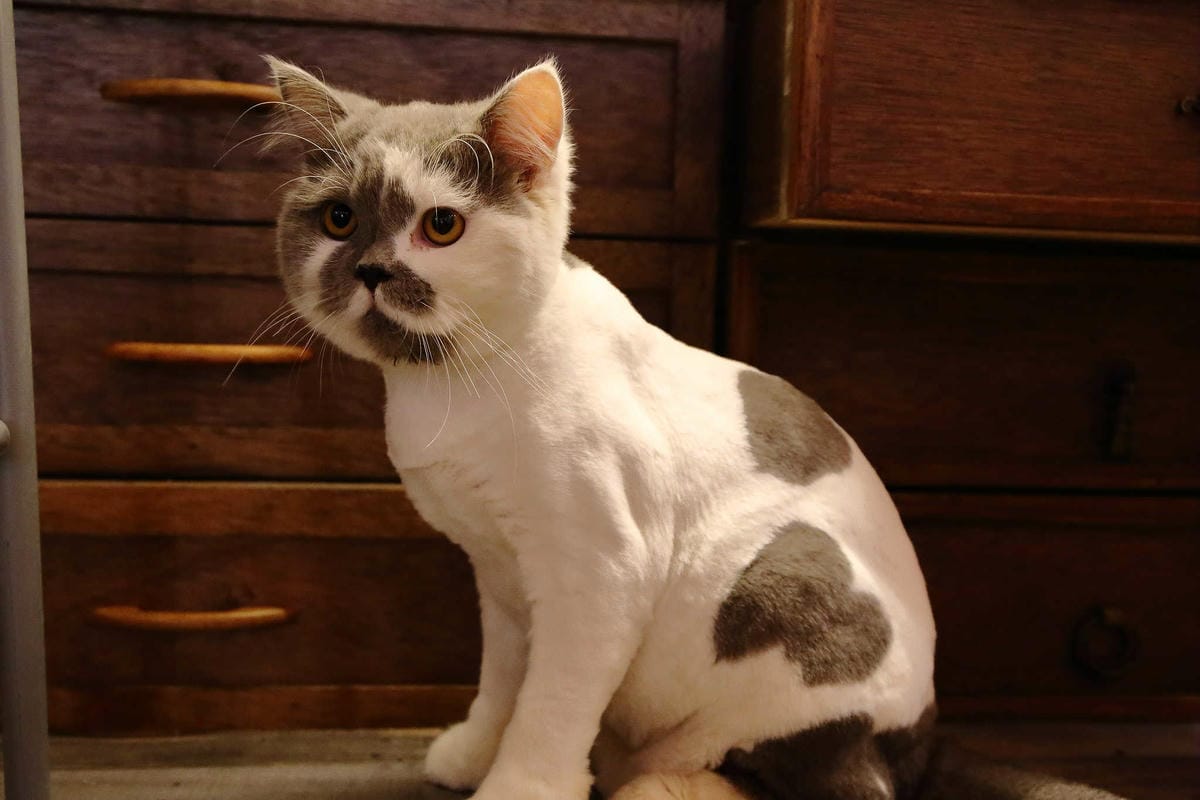 【食。宜蘭】心花開粗茶淡飯小賣所〜新開幕/新亮點IG打卡浪漫花牆與百年古厝！溫馨小店享受美味佳餚與人情味(已歇業)