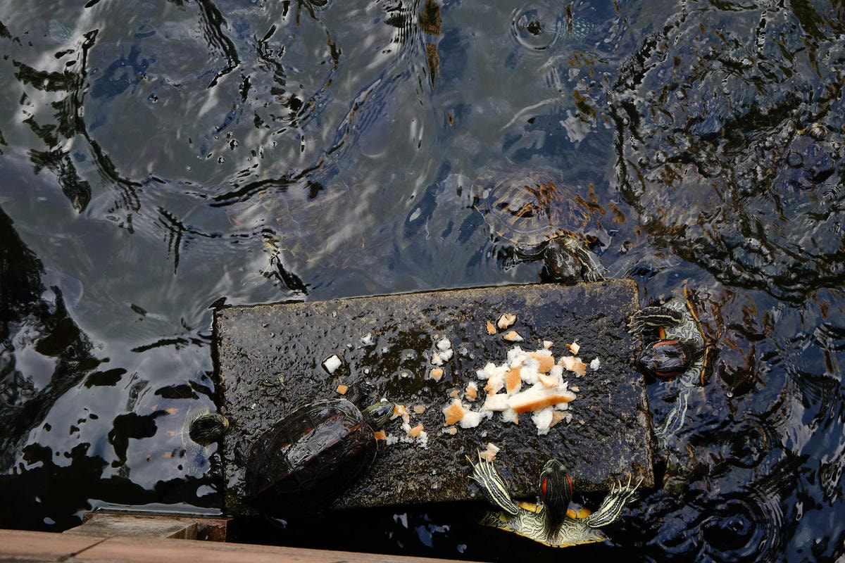 【遊。新莊】中港大排彩繪河廊親水公園〜台版清溪川!藝術彩繪打造浪漫水岸公園,散步看夕陽的好地方