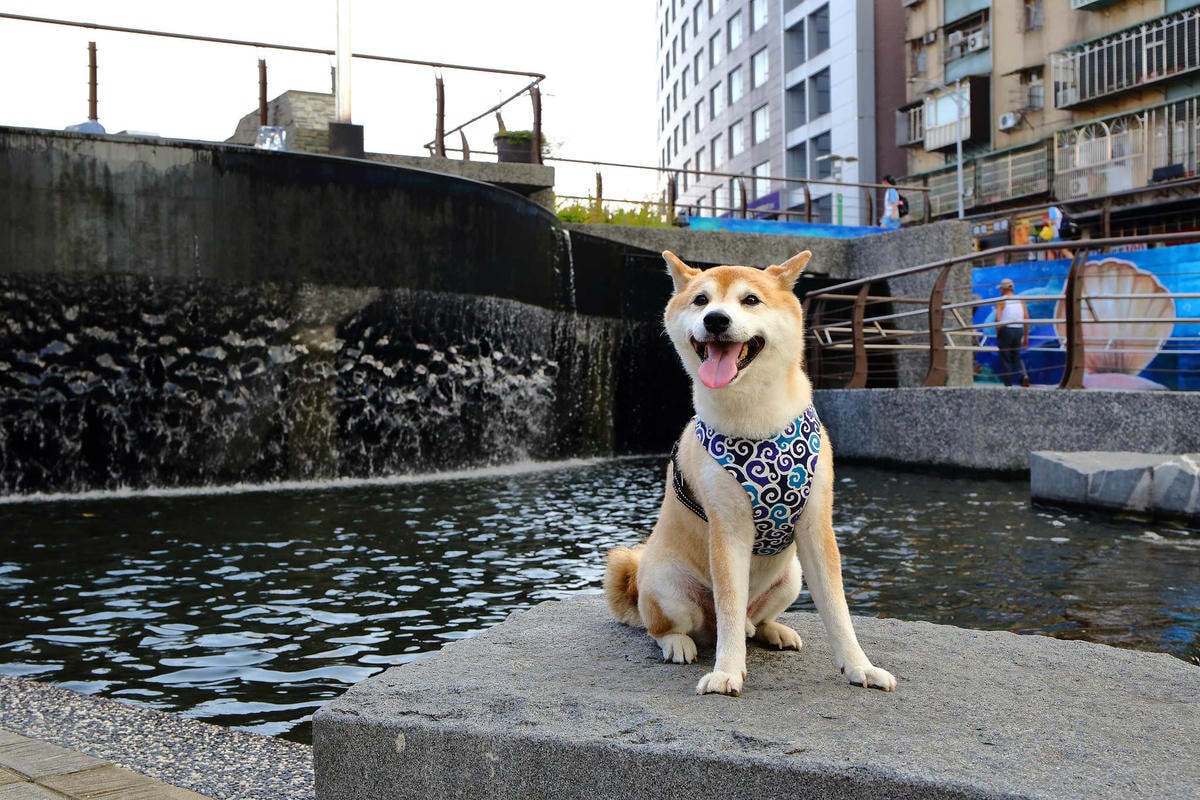 【遊。新莊】中港大排彩繪河廊親水公園〜台版清溪川!藝術彩繪打造浪漫水岸公園,散步看夕陽的好地方