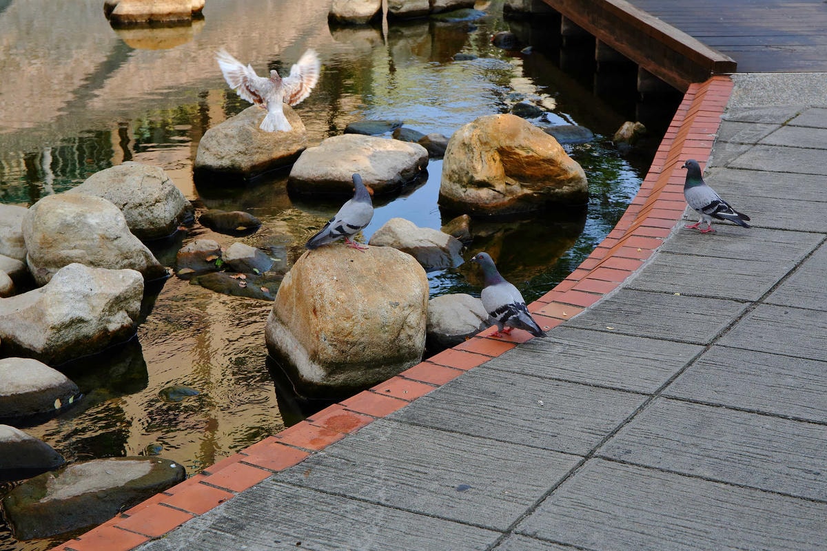 【遊。新莊】中港大排彩繪河廊親水公園〜台版清溪川!藝術彩繪打造浪漫水岸公園,散步看夕陽的好地方