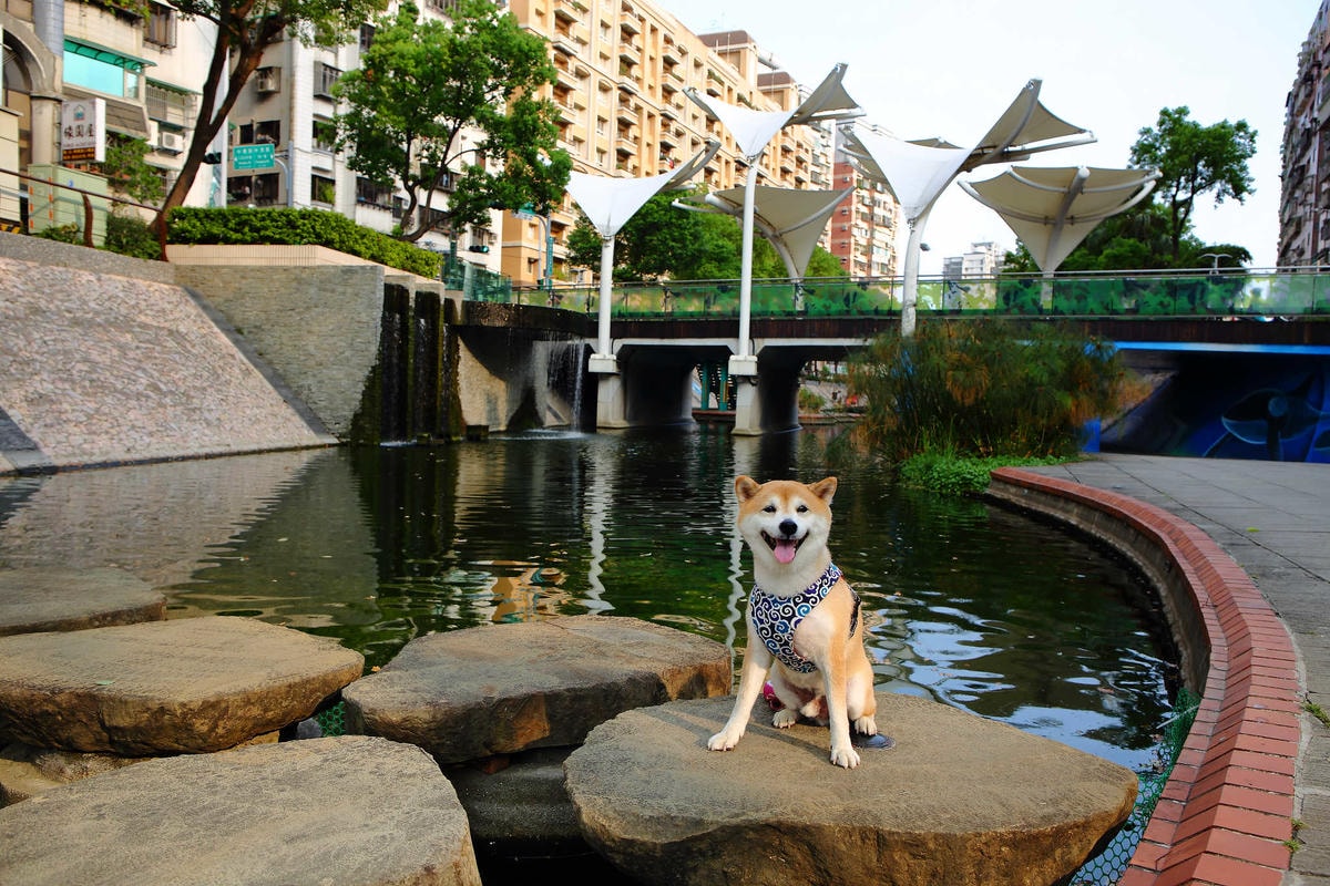 【遊。新莊】中港大排彩繪河廊親水公園〜台版清溪川!藝術彩繪打造浪漫水岸公園,散步看夕陽的好地方