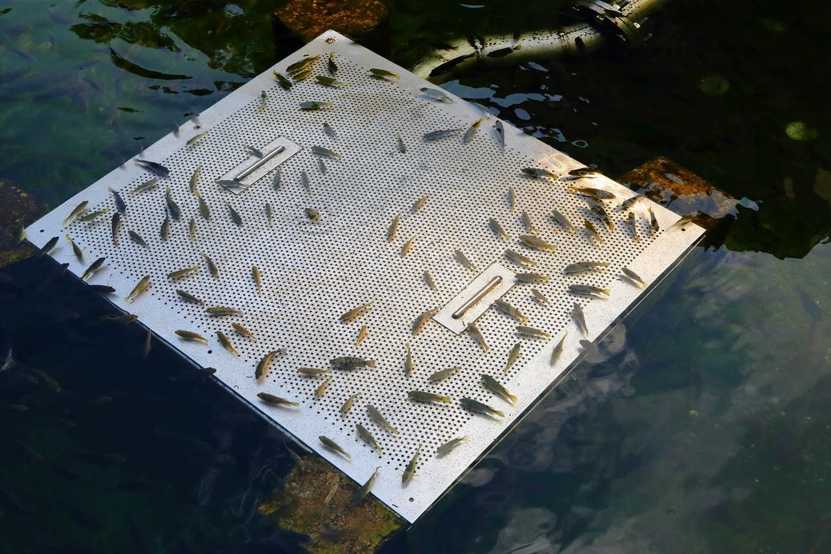 【遊。新莊】中港大排彩繪河廊親水公園〜台版清溪川!藝術彩繪打造浪漫水岸公園,散步看夕陽的好地方