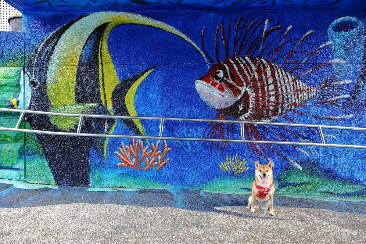 【遊。新莊】中港大排彩繪河廊親水公園〜台版清溪川!藝術彩繪打造浪漫水岸公園,散步看夕陽的好地方