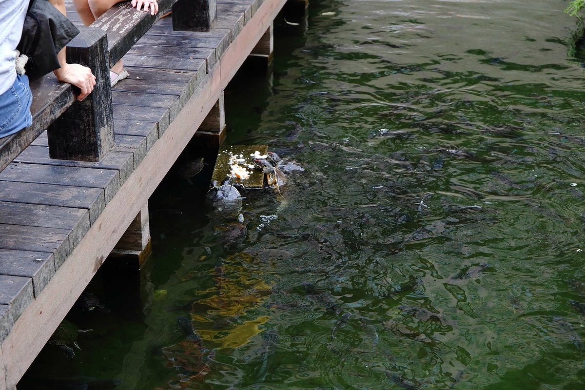 【遊。新莊】中港大排彩繪河廊親水公園〜台版清溪川!藝術彩繪打造浪漫水岸公園,散步看夕陽的好地方