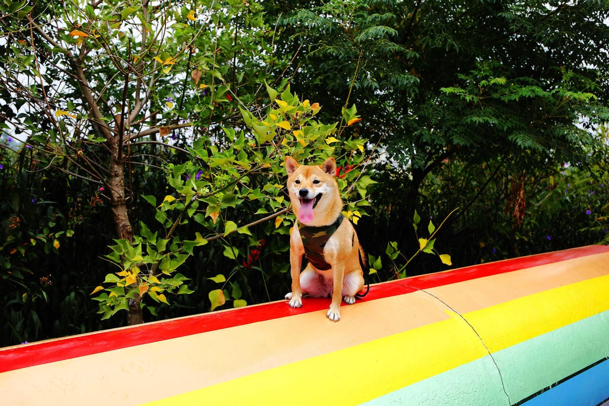 【遊。中壢】台灣地景花園〜8/6重新開放，無料參觀、免費玩水！溪流上盪鞦韆、親子遊樂設施，太適合小人玩到翻！