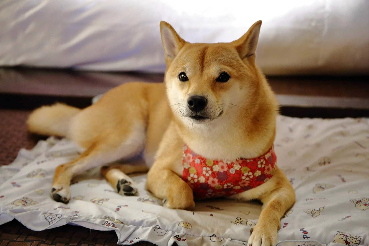 【宿。台中】天月人文休閒汽車旅館〜台中寵物友善住宿。主題汽車旅館，泳池、KTV、大按摩浴缸，約會辦趴推薦！