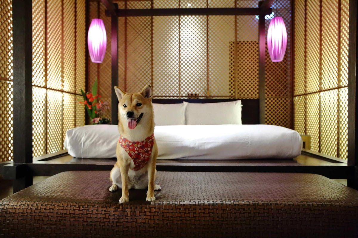 【宿。台中】天月人文休閒汽車旅館〜台中寵物友善住宿。主題汽車旅館，泳池、KTV、大按摩浴缸，約會辦趴推薦！