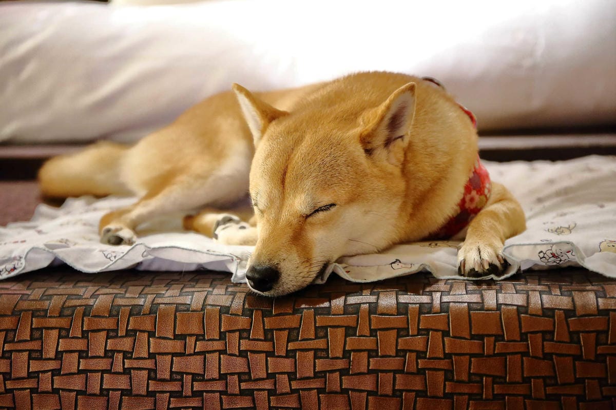 【宿。台中】天月人文休閒汽車旅館〜台中寵物友善住宿。主題汽車旅館，泳池、KTV、大按摩浴缸，約會辦趴推薦！