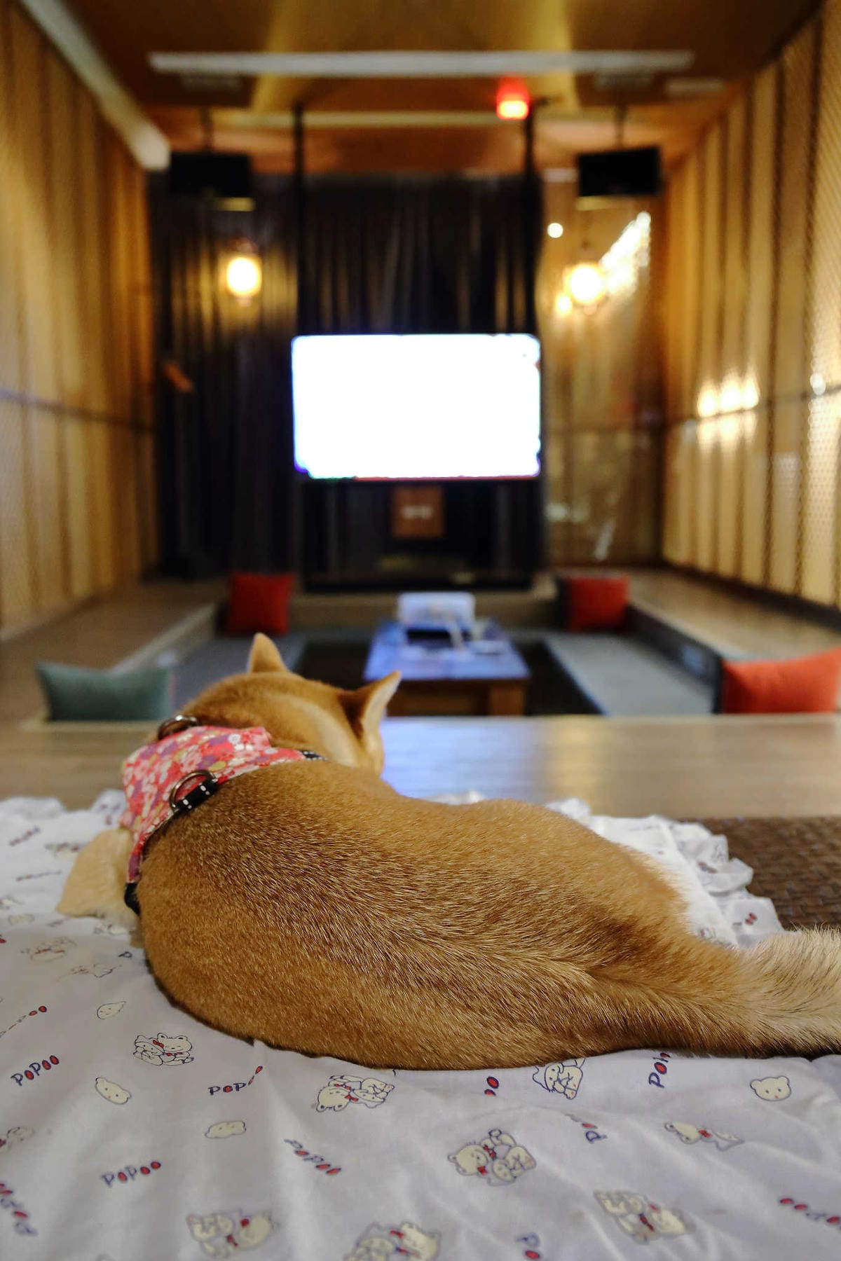 【宿。台中】天月人文休閒汽車旅館〜台中寵物友善住宿。主題汽車旅館，泳池、KTV、大按摩浴缸，約會辦趴推薦！