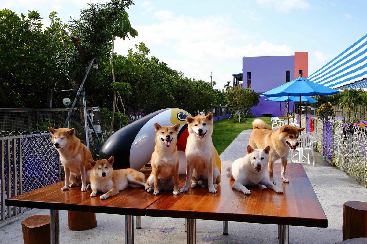 【宿。宜蘭】柚紫緣寵物友善民宿〜帶著毛小孩來去住一晚，毛孩們可以盡情奔跑、游泳戲水，擁有悠閒愜意的渡假氛圍