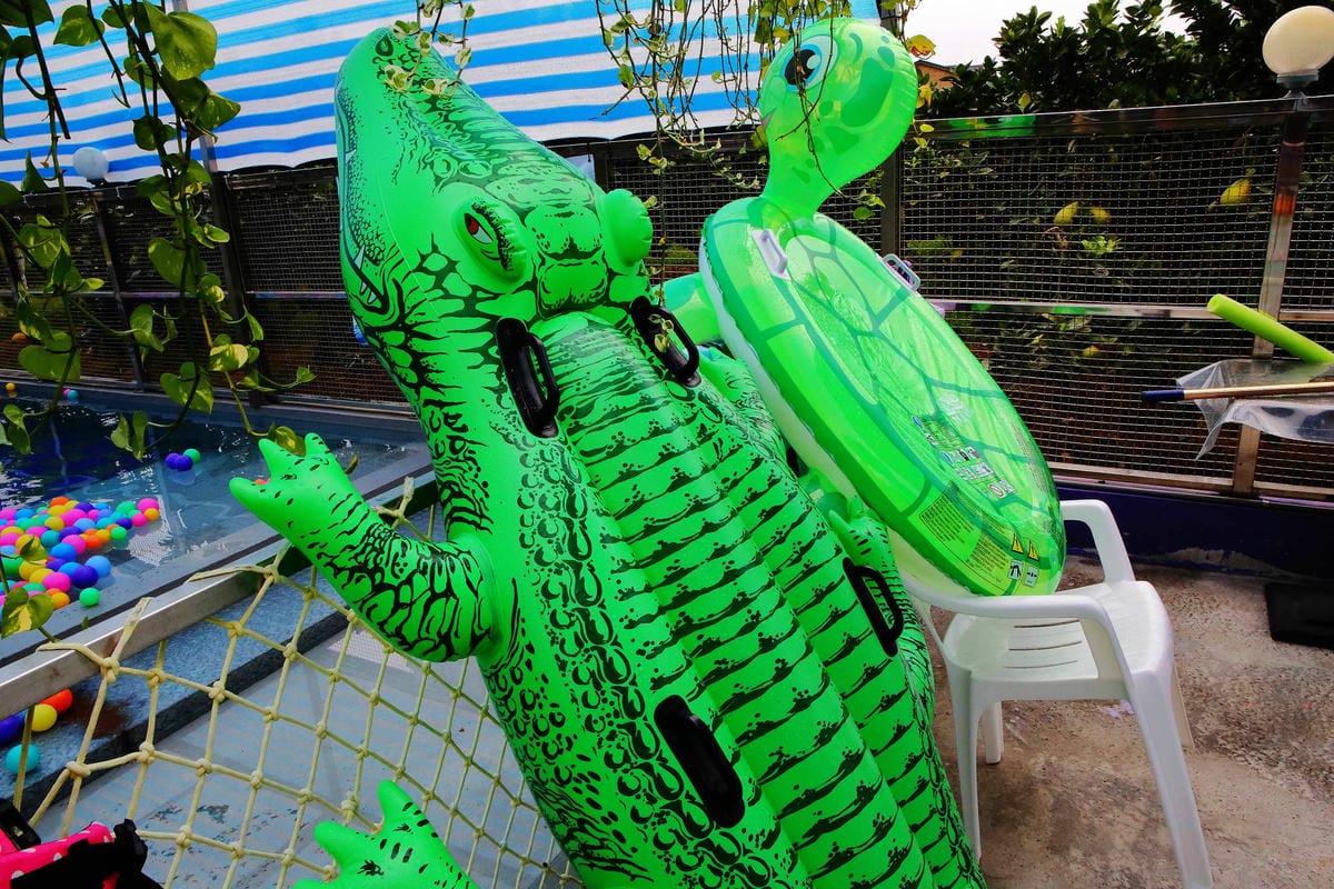 【宿。宜蘭】柚紫緣寵物友善民宿〜帶著毛小孩來去住一晚，毛孩們可以盡情奔跑、游泳戲水，擁有悠閒愜意的渡假氛圍